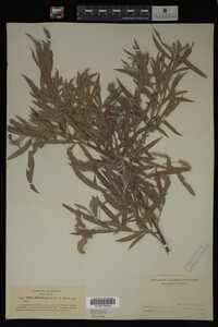 Salix hindsiana image