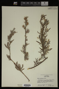 Salix hindsiana image