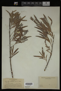 Salix hindsiana image