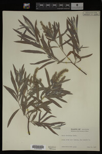 Salix hindsiana image