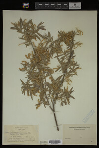 Salix hindsiana image
