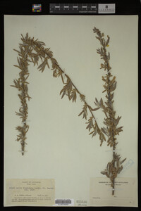 Salix hindsiana image