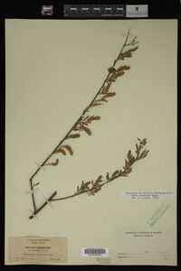 Salix hindsiana image