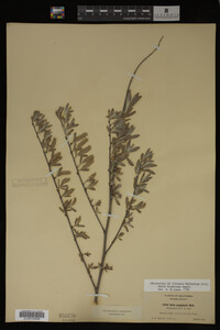 Salix hindsiana image
