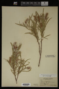 Salix hindsiana image