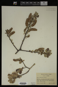 Image Associated With the Occurrence