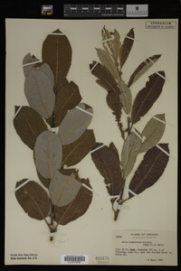 Image Associated With the Occurrence