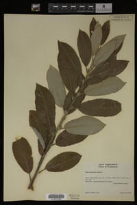 Image Associated With the Occurrence
