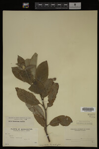Image Associated With the Occurrence
