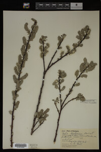 Image Associated With the Occurrence
