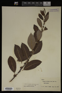 Image Associated With the Occurrence