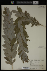 Image Associated With the Occurrence