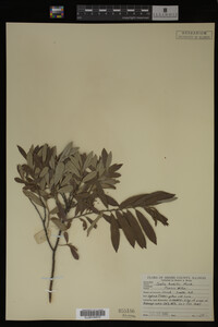 Image Associated With the Occurrence
