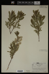 Image Associated With the Occurrence