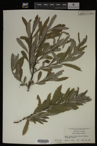 Image Associated With the Occurrence