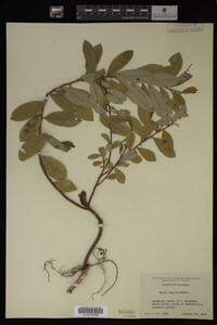 Image Associated With the Occurrence