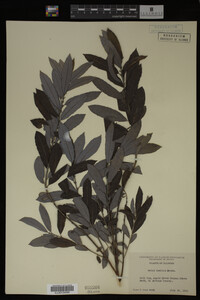 Image Associated With the Occurrence