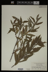 Image Associated With the Occurrence