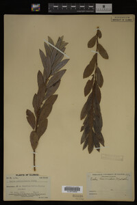 Image Associated With the Occurrence