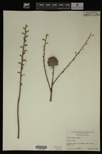 Image Associated With the Occurrence