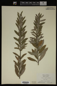 Image Associated With the Occurrence