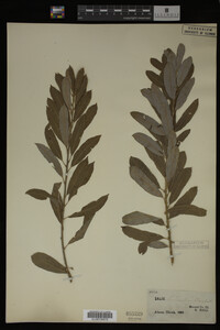 Image Associated With the Occurrence