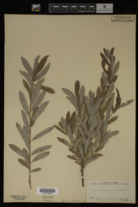 Salix humilis image