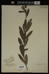 Image Associated With the Occurrence