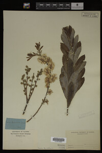 Image Associated With the Occurrence