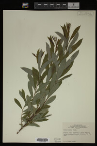 Image Associated With the Occurrence