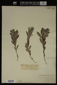 Image Associated With the Occurrence