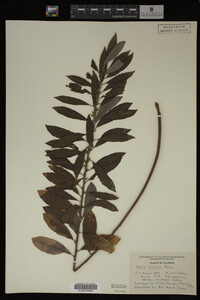 Image Associated With the Occurrence