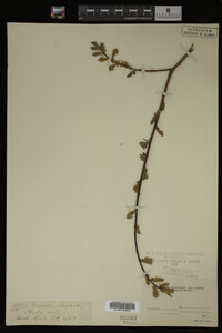Image Associated With the Occurrence