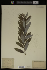 Image Associated With the Occurrence