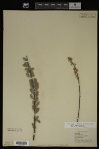 Image Associated With the Occurrence