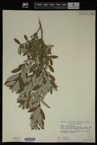 Image Associated With the Occurrence
