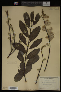 Image Associated With the Occurrence