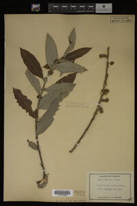 Image Associated With the Occurrence