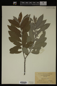 Image Associated With the Occurrence