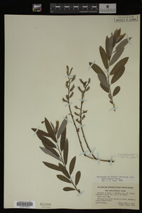 Salix humilis image