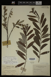 Salix humilis image