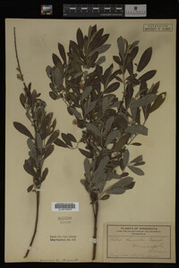 Image Associated With the Occurrence