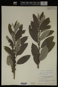 Image Associated With the Occurrence
