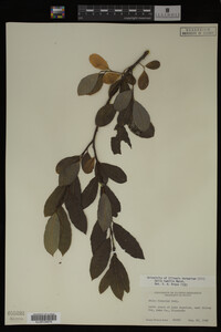 Image Associated With the Occurrence