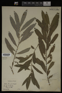 Salix humilis image