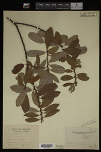 Image Associated With the Occurrence