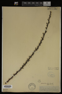 Salix humilis image