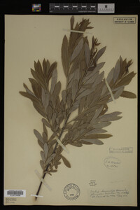 Image Associated With the Occurrence