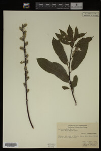 Salix humilis image