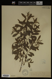 Salix humilis image